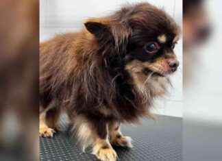 Recherche intense de Vinnie, chien disparu sur l’A6 news-14092024-050917