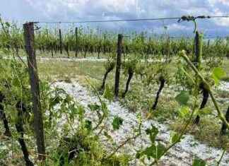Récolte nulle des viticulteurs affectés par la grêle dans les Côtes de Duras news-14092024-060927