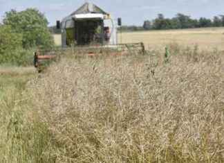 Tensions européennes : Impact sur les prix des céréales et oléagineux news-14092024-074334