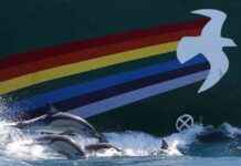 Greenpeace établit un nouveau bureau à Kiev, Ukraine news-14092024-093150