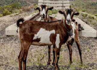 Train touristique au Kenya financé par la Chine news-14092024-093828