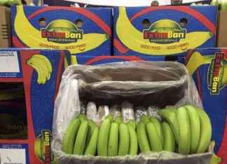 Cocaïne cachée dans des bananes livrées à Grands Frais news-14092024-125811