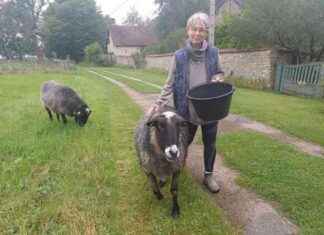 Vaccination des moutons : l’impact de la pénurie de vétérinaire sanitaire news-16092024-203327