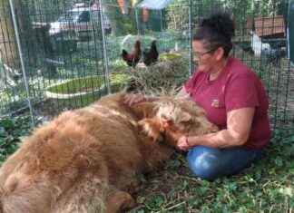 Cagnotte du refuge pour animaux abandonnés: Besoin d’aide pour décoller news-18092024-095723