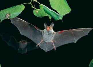 Observation des chauves-souris à Nérac: Soirée spéciale à la nuit tombée news-20092024-082538