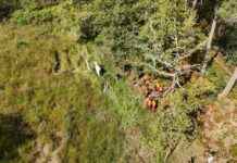 Restauration du paysage de la forêt des Landes de Gascogne news-24092024-210809