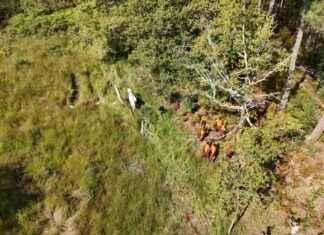 Restauration du paysage de la forêt des Landes de Gascogne news-24092024-210809