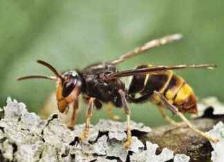 Attention aux dangers des frelons asiatiques pour les apiculteurs de Loudéac news-28092024-121624