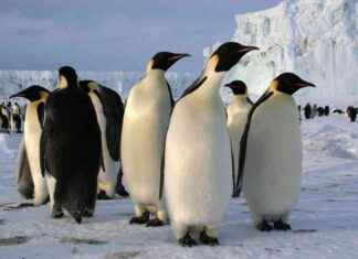 Quiz: Découvrez les capacités étonnantes des animaux en répondant à 10 questions news-04102024-000631