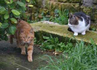 Enquête en cours sur la mort des chats et chèvres près de Rennes news-05102024-095556