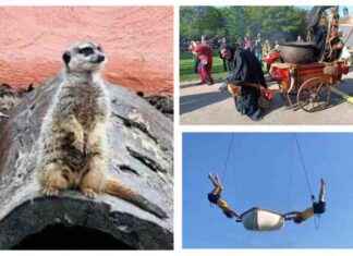 10 idées de sorties à Lille et ses alentours le 13 octobre news-12102024-174938