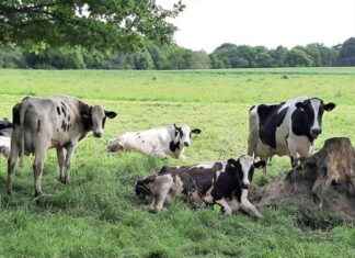 Producteurs bio du Morbihan abandonnés par Lactalis selon la FDSEA news-28102024-064903