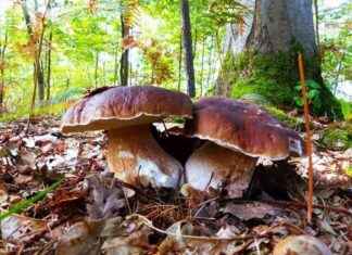 Découverte exceptionnelle d’un cèpe de Bordeaux de plus d’un kilo près de Saint-Brieuc news-01112024-124916
