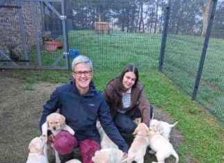 Élevage de labradors par Aline, infirmière passionnée dans le Morbihan news-07112024-161744