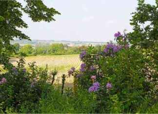 Mont Noir : Découvrez les nouveaux sentiers de promenade et l’amphithéâtre. news-18112024-185502