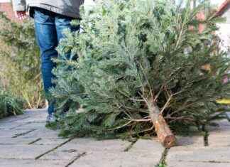 Voleur scie et vole un sapin de Noël près de Rouen voleur-scie-et-vole-un-sapin-de-nol-prs-de-rouen
