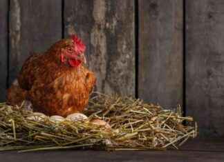 5 000 poules à vendre près de Caen : une initiative pour éviter l’abattoir 5-000-poules-vendre-prs-de-caen-une-initiative-pour-viter-labattoir