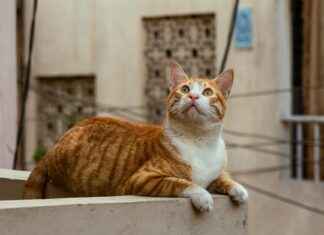 Bas De Contention Classe 2: Efficacité, Conseils Et Meilleurs Modèles Bas De Contention Classe 2: Efficacité, Conseils Et Meilleurs Modèles