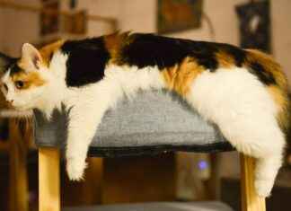 Calicéo tarif, studio Le Lendit et permis bateau à Paris Calicéo tarif, studio Le Lendit et permis bateau à Paris