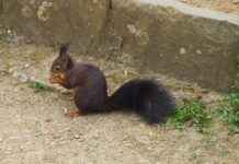 Croissant cookie : la tendance gourmande du moment Croissant cookie : la tendance gourmande du moment