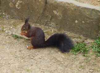 Croissant cookie : la tendance gourmande du moment Croissant cookie : la tendance gourmande du moment