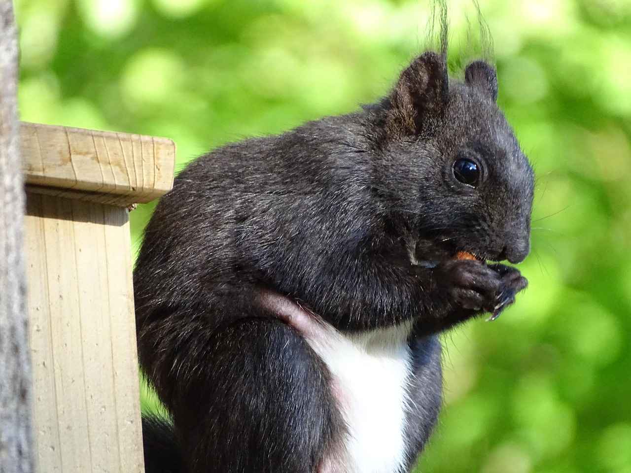 Croissant cookie : la tendance gourmande du moment 2 Les origines du croissant cookie