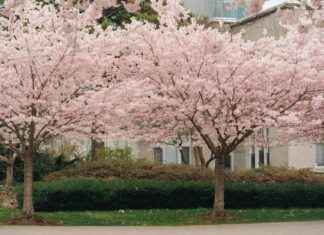 Fleurs de cerisier, fleur en japonais, fleur en ette : la poésie florale Fleurs de cerisier, fleur en japonais, fleur en ette : la poésie florale