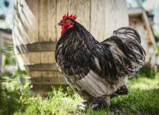 Hôpital Cochin Rue Du Faubourg Saint-Jacques Paris Hôpital Cochin Rue Du Faubourg Saint-Jacques Paris