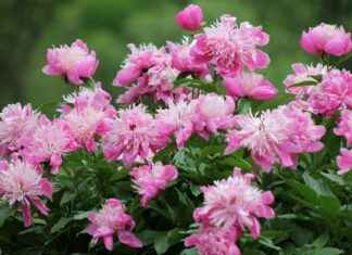 Montchauvet, jardin Anne Frank, sable du Sahara : escapades étonnantes Montchauvet, jardin Anne Frank, sable du Sahara : escapades étonnantes