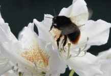 Parc Floral De Paris Route De La Pyramide Paris Parc Floral De Paris Route De La Pyramide Paris