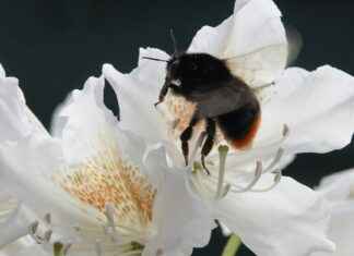 Parc Floral De Paris Route De La Pyramide Paris Parc Floral De Paris Route De La Pyramide Paris