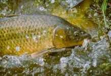 Piscines intérieures, mini-golf et padel à Paris et autour Piscines intérieures, mini-golf et padel à Paris et autour