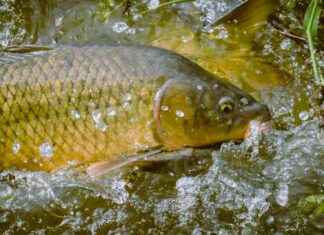 Piscines intérieures, mini-golf et padel à Paris et autour Piscines intérieures, mini-golf et padel à Paris et autour